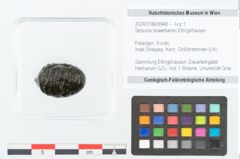 Foto (Objekt + Etikett) von Sequoia bowerbankii Ettingshausen (NHMW-GEO-2024-0188-8948)